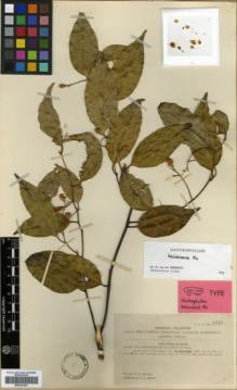 Type specimen at Edinburgh (E). McClure, Floyd: 9421. Barcode: E00327021.