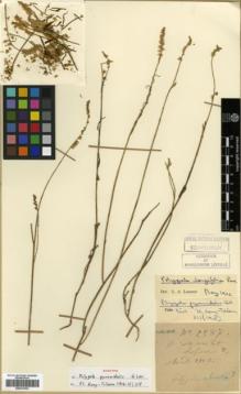Type specimen at Edinburgh (E). Cavalerie, Pierre: 2587. Barcode: E00327023.