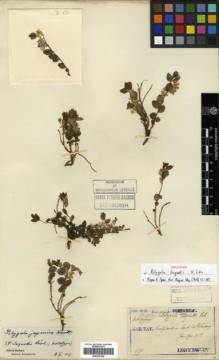 Type specimen at Edinburgh (E). Taquet, Emile: 671. Barcode: E00327024.