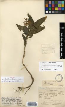 Type specimen at Edinburgh (E). Esquirol, Joseph: 3265. Barcode: E00327031.