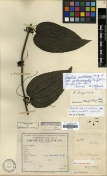 Type specimen at Edinburgh (E). Cavalerie, Pierre: 1315. Barcode: E00327042. Type specimen at Edinburgh (E). Cavalerie, Pierre: 1315. Barcode: E00327042.