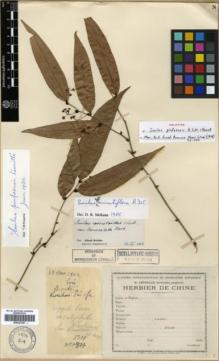 Type specimen at Edinburgh (E). Cavalerie, Pierre: 1311. Barcode: E00327047.