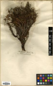 Type specimen at Edinburgh (E). Calvert, Henry; Zohrab, J.: . Barcode: E00327059.