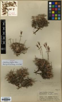 Type specimen at Edinburgh (E). Davis, Peter; Polunin, Oleg: 24828. Barcode: E00327060.