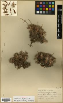 Type specimen at Edinburgh (E). Davis, Peter; Polunin, Oleg: 24828. Barcode: E00327061.