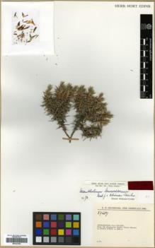 Type specimen at Edinburgh (E). Rechinger, Karl: 17689. Barcode: E00327062.