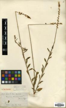 Type specimen at Edinburgh (E). Spruce, Richard: 6398. Barcode: E00327063.