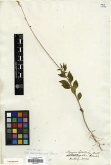 Type specimen at Edinburgh (E). Hartweg, Karl: 713. Barcode: E00327064.