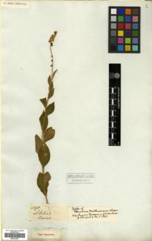 Type specimen at Edinburgh (E). Mathews, Andrew: . Barcode: E00327067.