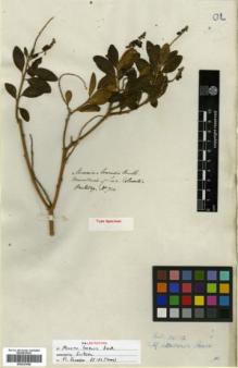 Type specimen at Edinburgh (E). Hartweg, Karl: 714. Barcode: E00327068.