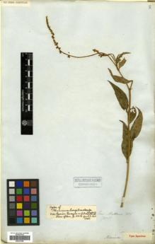 Type specimen at Edinburgh (E). Mathews, Andrew: 2075. Barcode: E00327069.