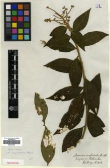Type specimen at Edinburgh (E). Hartweg, Karl: 903. Barcode: E00327070.