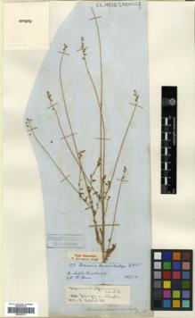 Type specimen at Edinburgh (E). Spruce, Richard: 5977. Barcode: E00327071.