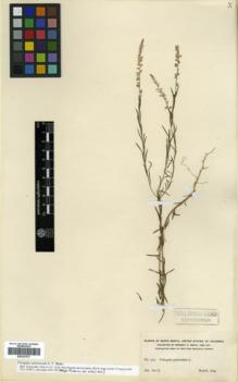 Type specimen at Edinburgh (E). Smith, Herbert: 575. Barcode: E00327073.