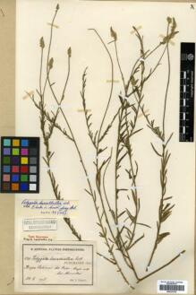 Type specimen at Edinburgh (E). Sintenis, Paul: 531. Barcode: E00327078.