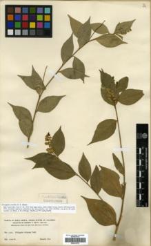 Type specimen at Edinburgh (E). Smith, Herbert: 1309. Barcode: E00327079.