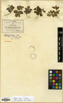 Type specimen at Edinburgh (E). Pringle, Cyrus: 4472. Barcode: E00327082.