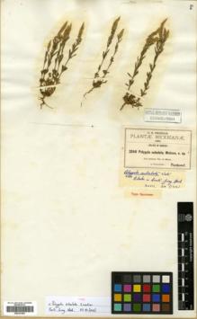 Type specimen at Edinburgh (E). Pringle, Cyrus: 3240. Barcode: E00327083.
