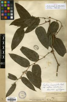 Type specimen at Edinburgh (E). Henry, Augustine: 3327. Barcode: E00327088.