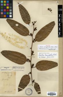 Type specimen at Edinburgh (E). Cavalerie, Pierre: 1312. Barcode: E00327090.