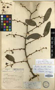 Type specimen at Edinburgh (E). Esquirol, Joseph: 3518. Barcode: E00327091.