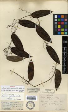 Type specimen at Edinburgh (E). Bodinier, Emile: S.N.. Barcode: E00327092.