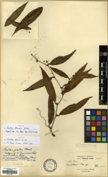 Type specimen at Edinburgh (E). Cavalerie, Pierre: 2973. Barcode: E00327093.