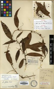 Type specimen at Edinburgh (E). Cavalerie, Pierre: 2973. Barcode: E00327094.