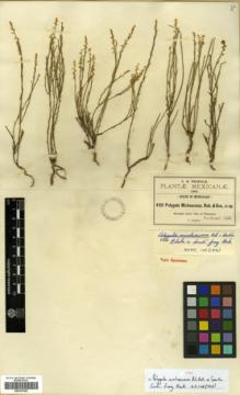 Type specimen at Edinburgh (E). Pringle, Cyrus: 4151. Barcode: E00327095.