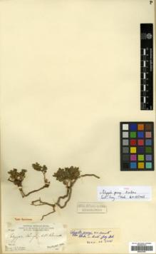 Type specimen at Edinburgh (E). Parry, Charles; Palmer, Edward: 40. Barcode: E00327097.