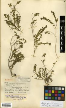 Type specimen at Edinburgh (E). Purpus, Carl: 5166. Barcode: E00327098.