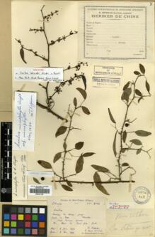 Type specimen at Edinburgh (E). Laborde, J.; Bodinier, Emile: 2318. Barcode: E00327106.