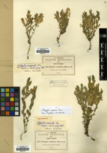 Type specimen at Edinburgh (E). Pringle, Cyrus: 6425. Barcode: E00327110.