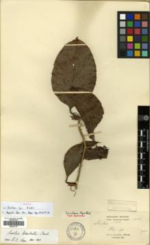 Type specimen at Edinburgh (E). Cavalerie, Pierre: 1406. Barcode: E00327117.