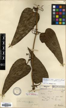 Type specimen at Edinburgh (E). Bodinier, Emile: 804. Barcode: E00327122.