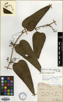 Type specimen at Edinburgh (E). Bodinier, Emile: 804. Barcode: E00327123.