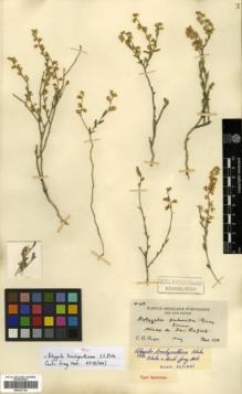 Type specimen at Edinburgh (E). Purpus, Carl: 5169. Barcode: E00327124.
