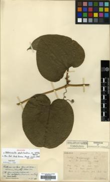 Type specimen at Edinburgh (E). Bodinier, Emile: . Barcode: E00327130.