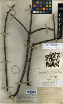 Type specimen at Edinburgh (E). Esquirol, Joseph: 52. Barcode: E00327131.