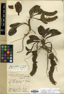 Type specimen at Edinburgh (E). Forrest, George: 12772. Barcode: E00327144.