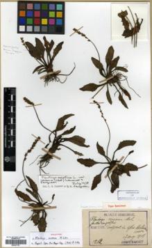 Type specimen at Edinburgh (E). Taquet, Emile: 1262. Barcode: E00327151.