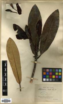 Type specimen at Edinburgh (E). Farges, Paul: 705. Barcode: E00327154.