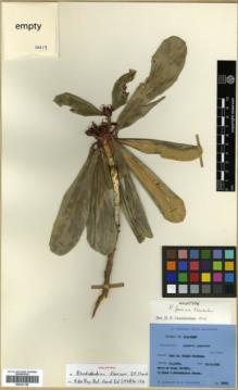 Type specimen at Edinburgh (E). Ludlow, Frank; Sherriff, George; Elliot, H.: 12019. Barcode: E00327158.