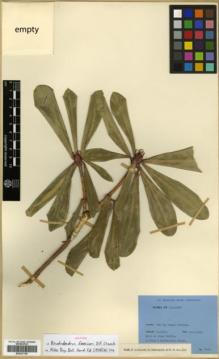 Type specimen at Edinburgh (E). Ludlow, Frank; Sherriff, George; Elliot, H.: 12289. Barcode: E00327159.