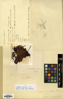 Type specimen at Edinburgh (E). Limpricht, Hans: 1347. Barcode: E00327162.