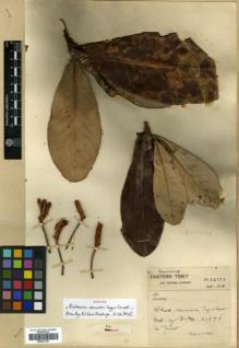 Type specimen at Edinburgh (E). Forrest, George: 22738. Barcode: E00327163.