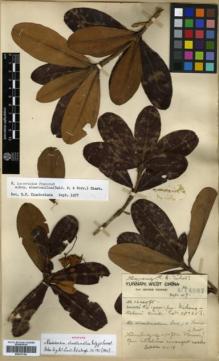 Type specimen at Edinburgh (E). Forrest, George: 14987. Barcode: E00327164.