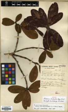 Type specimen at Edinburgh (E). Forrest, George: 17329. Barcode: E00327165.
