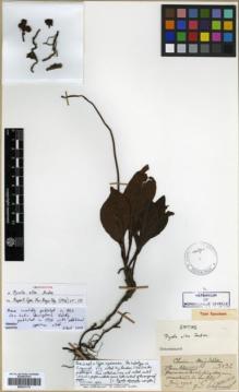 Type specimen at Edinburgh (E). Esquirol, Joseph: 3136. Barcode: E00327173.