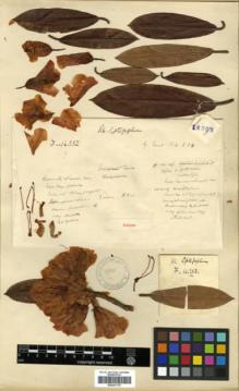 Type specimen at Edinburgh (E). Forrest, George: 16352. Barcode: E00327179.